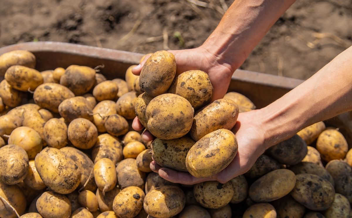National Potato Conference Set for Thursday, 21st November National Potato Conference Set for Thursday, 21st November